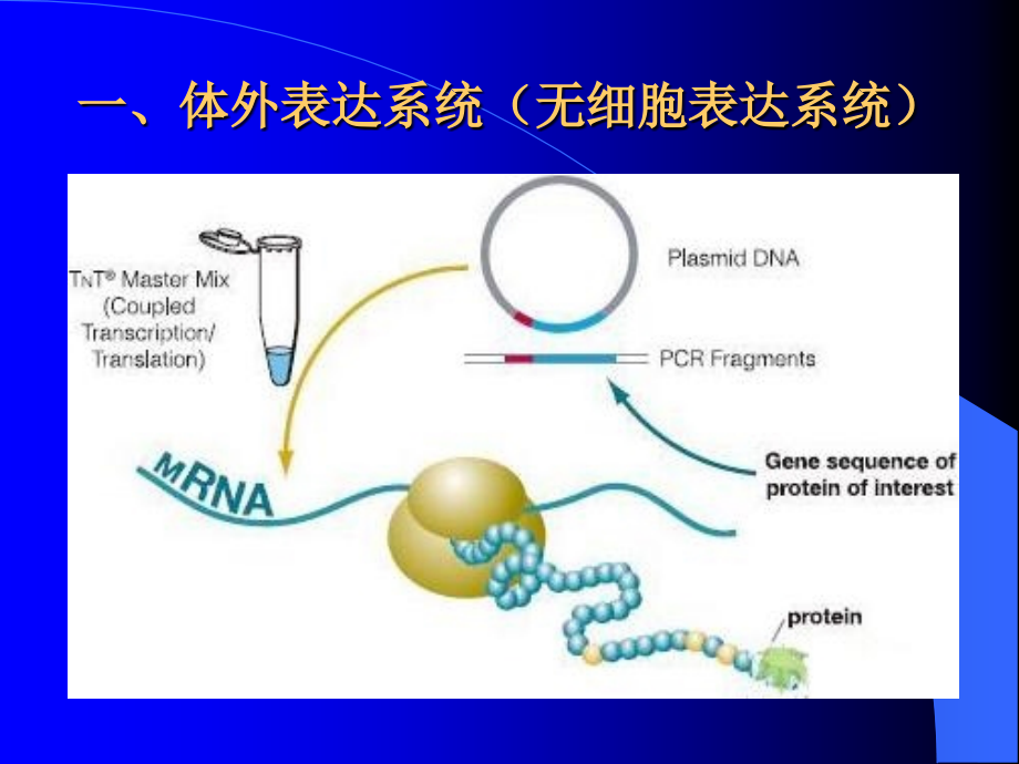 重组DNA表达系统课件_第3页