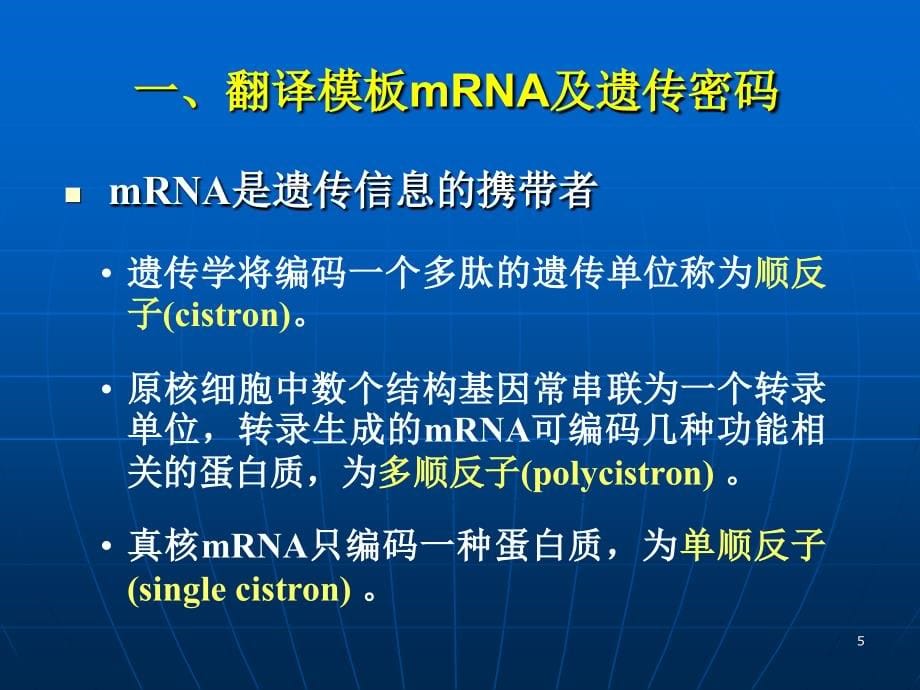 蛋白质的生物合成(5)演示课件_第5页