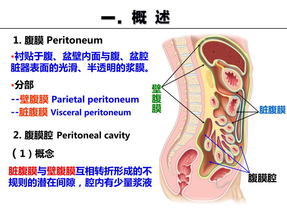 系统解剖学 第十章腹膜 公开课课件_第3页