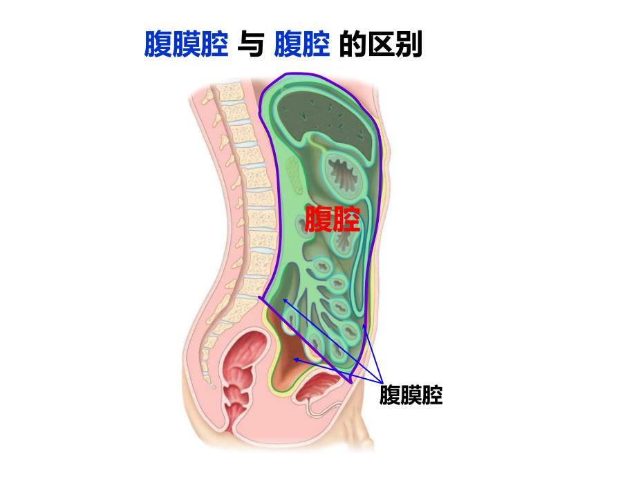 系统解剖学 第十章腹膜 公开课课件_第4页