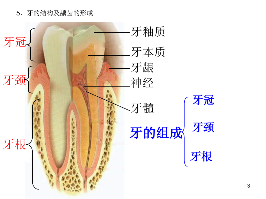 浙教版九年级科学上册第四章代谢与平衡复习演示课件_第3页