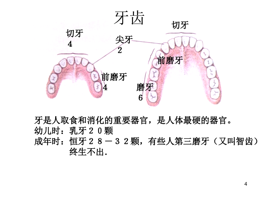 浙教版九年级科学上册第四章代谢与平衡复习演示课件_第4页