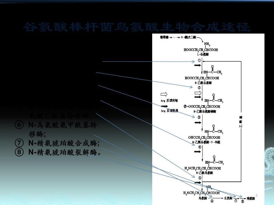 鸟氨酸生物合成过程及其调控方式演示课件_第5页