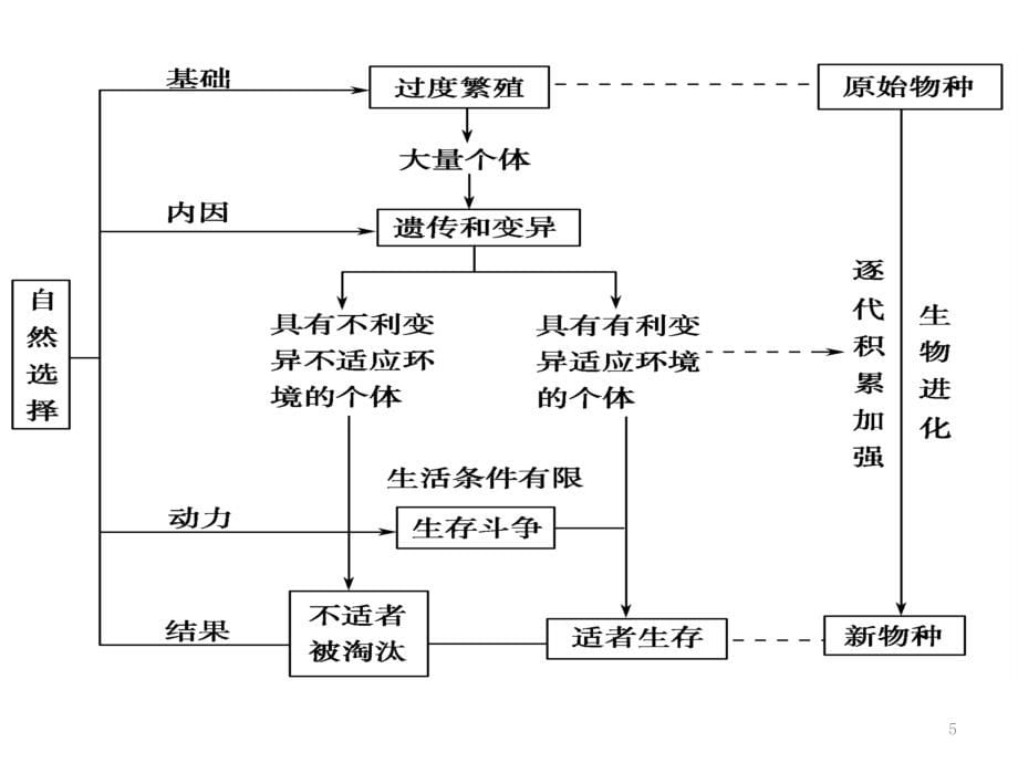 高三复习：生物的进化演示课件_第5页