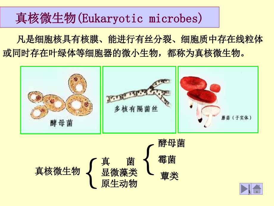 真核微生物的形态、构造演示课件_第3页
