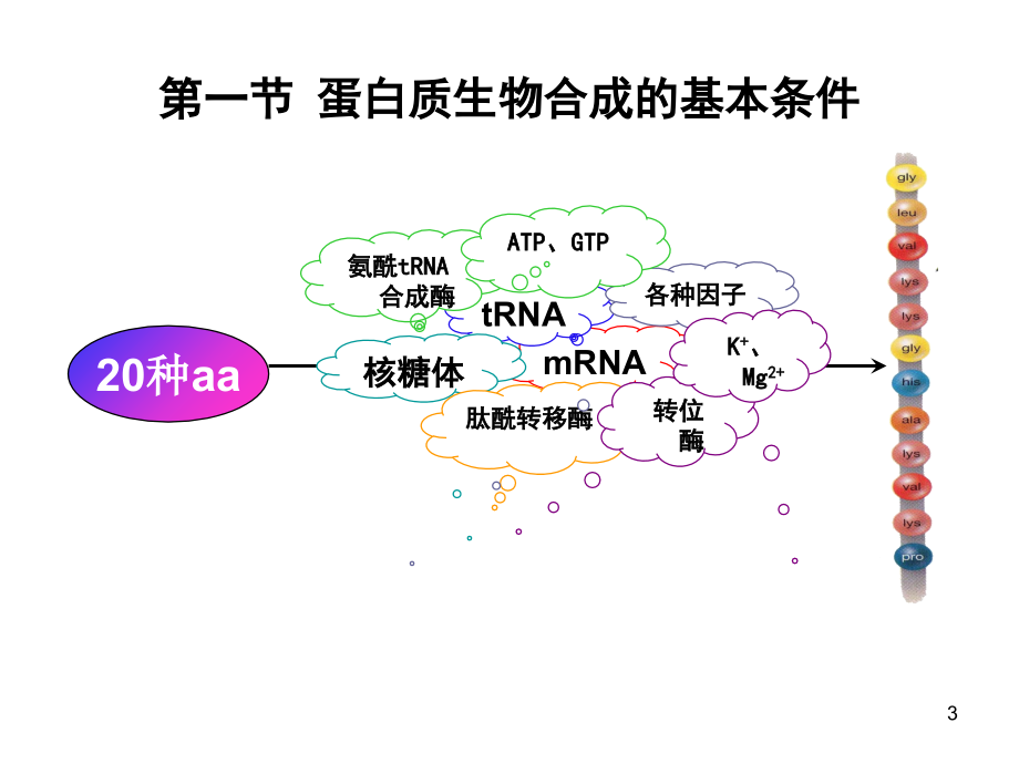 生物化学蛋白质的生物合成演示课件_第3页