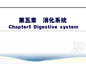 系统解剖学 第五章 消化系统 公开课课件