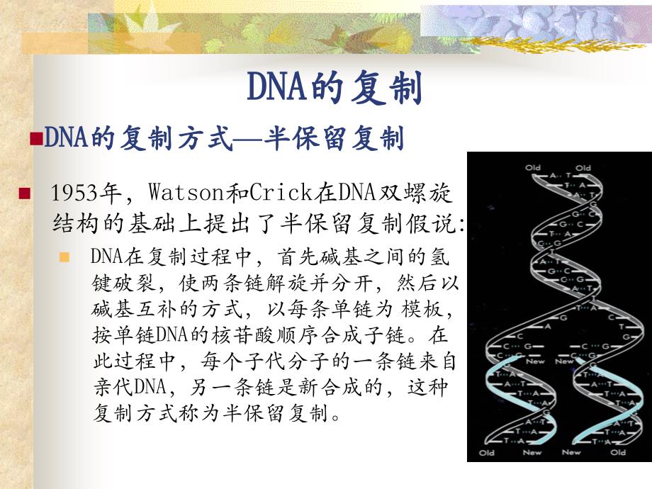 DNA、RNA和蛋白质的生物合成演示课件_第3页