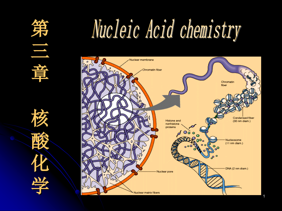 Chapter 3 核酸化学演示课件_第1页
