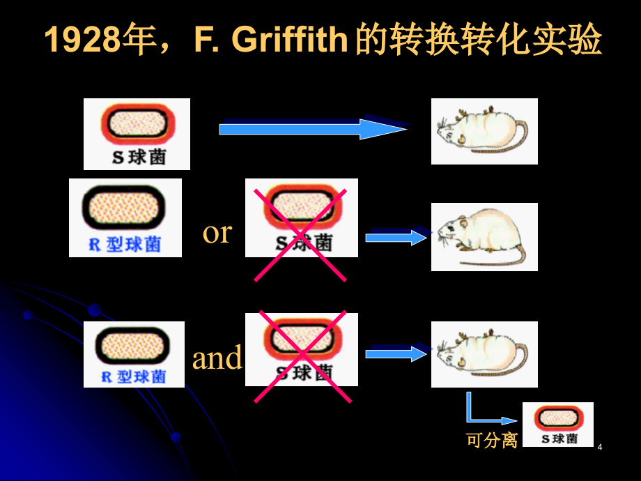 Chapter 3 核酸化学演示课件_第4页