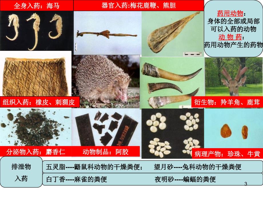 药用动物养殖与动物药材生产的历史、发展、及现状改完演示课件_第3页