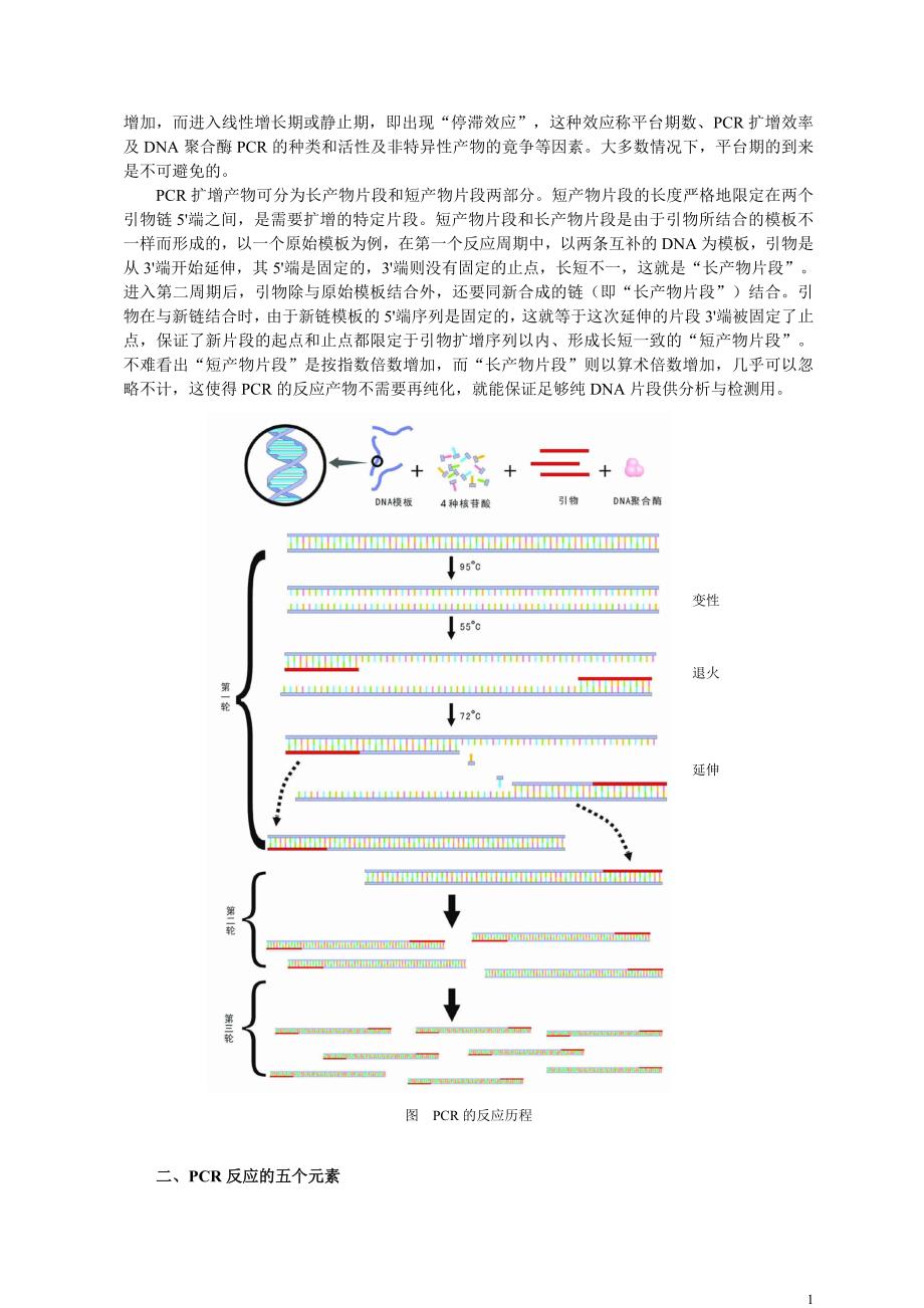 PCR扩增的原理和操作步骤._第2页