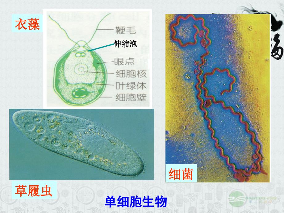 七年级科学上册《生物体的结构层次》课件10 浙教版.ppt_第2页