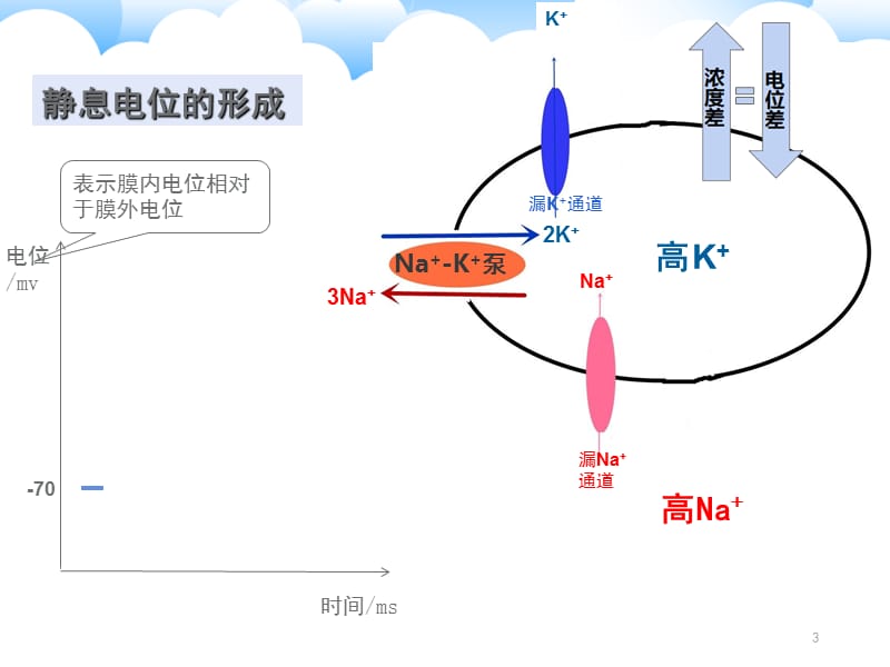 静息电位和动作电位的形成5PPT_第3页