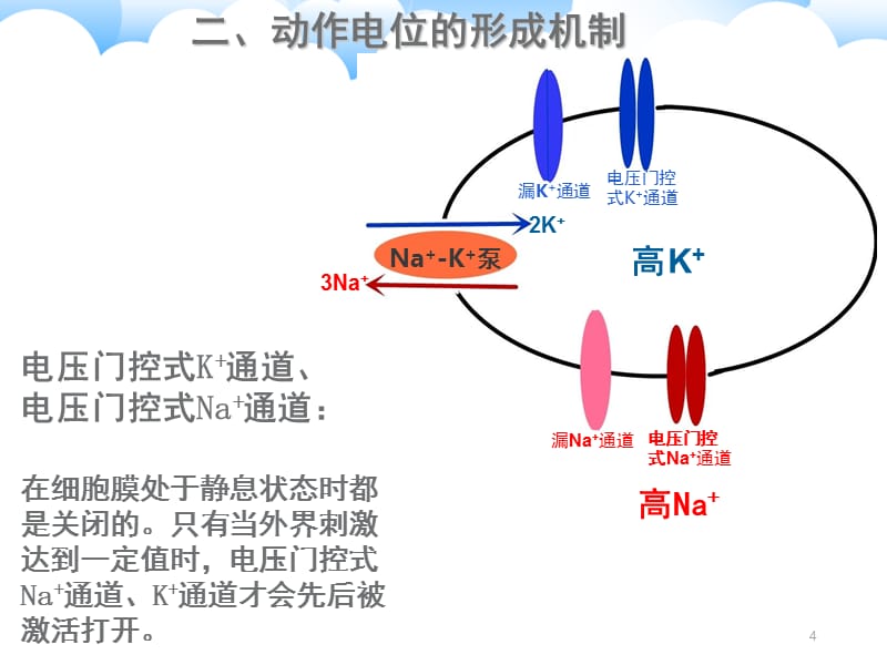 静息电位和动作电位的形成5PPT_第4页