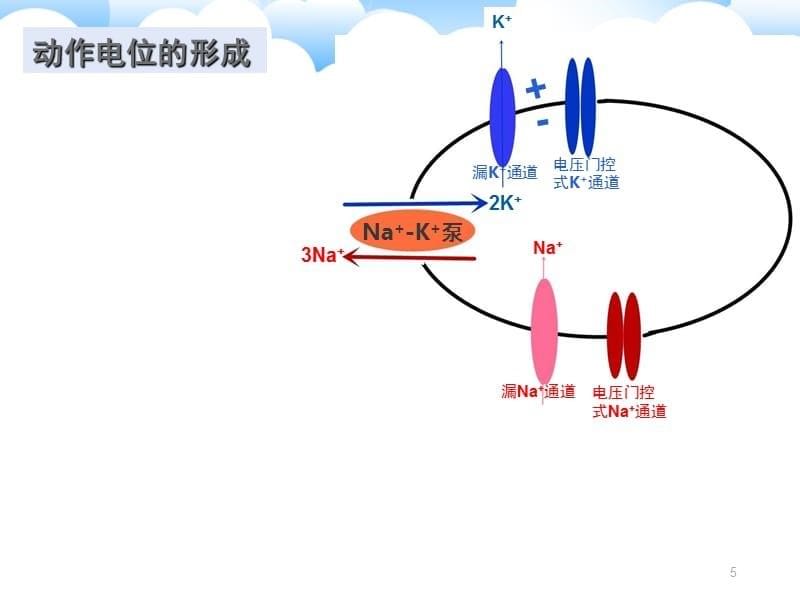 静息电位和动作电位的形成5PPT_第5页