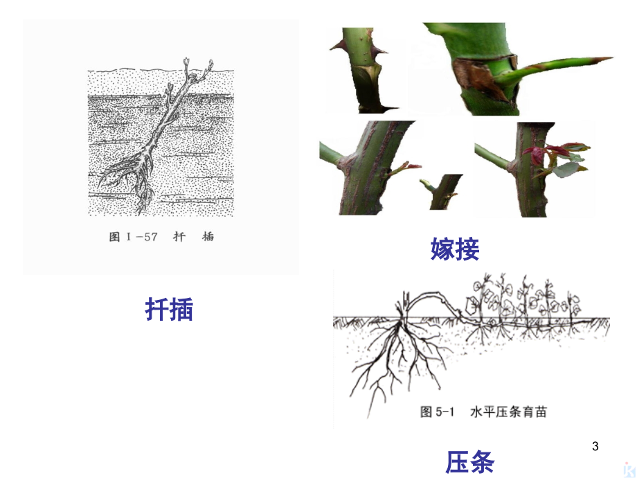 菊花组织培养和月季花药培养PPT_第3页