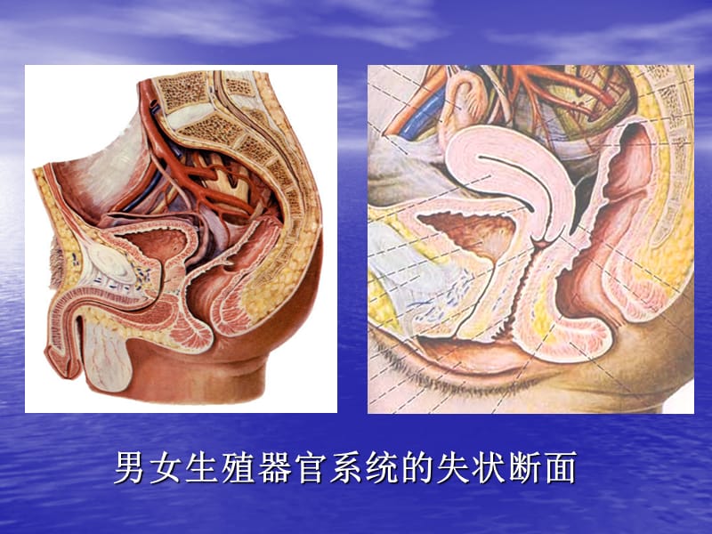 第二章 男性生殖器官的结构与功能_第2页