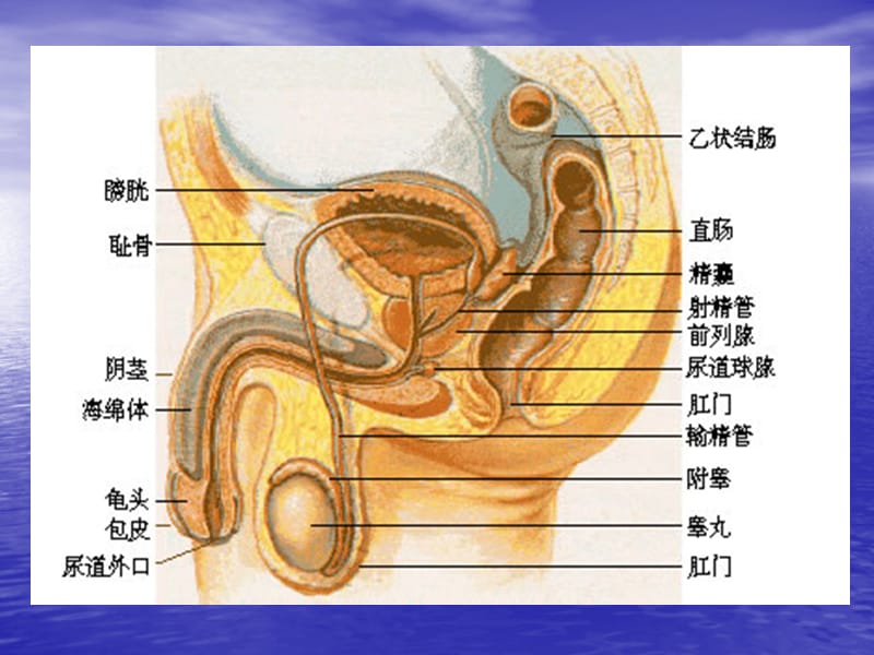 第二章 男性生殖器官的结构与功能_第3页