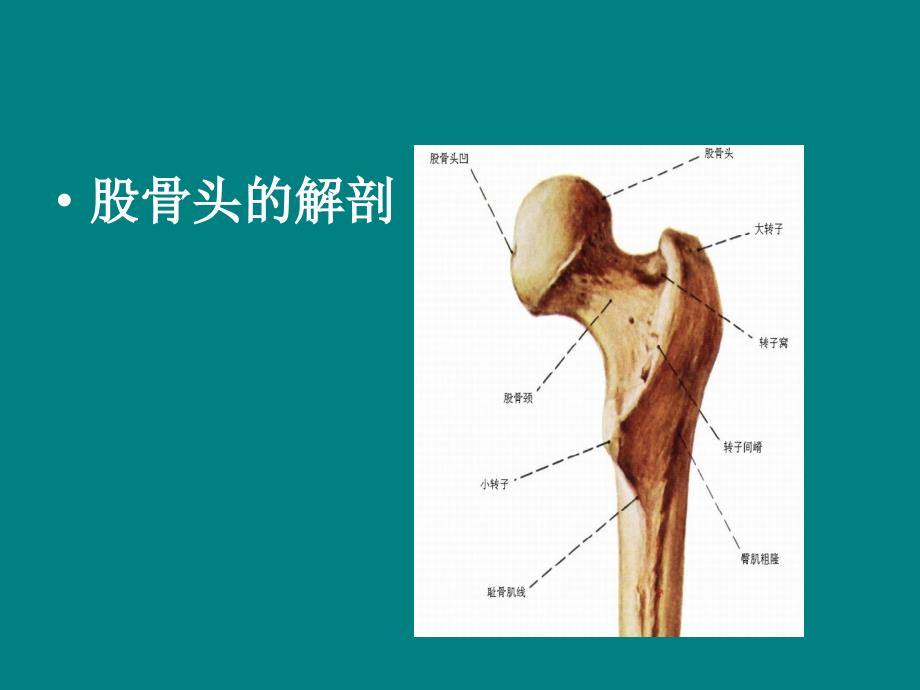 股骨粗隆间骨折36468_第4页