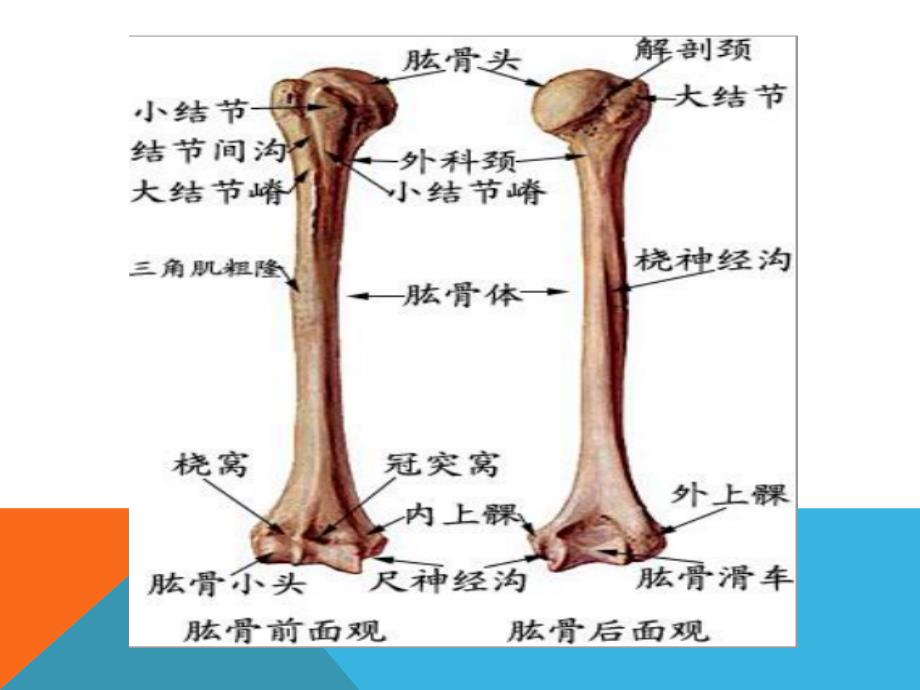 肱骨骨折护理查房36559_第4页