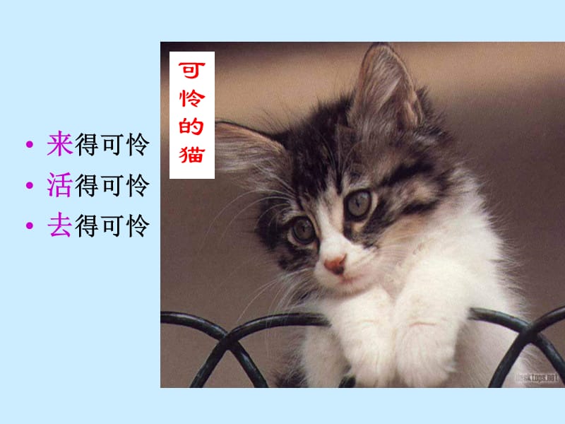 郑振铎《猫》ppt课件 新人教版七年级语文上册_第5页
