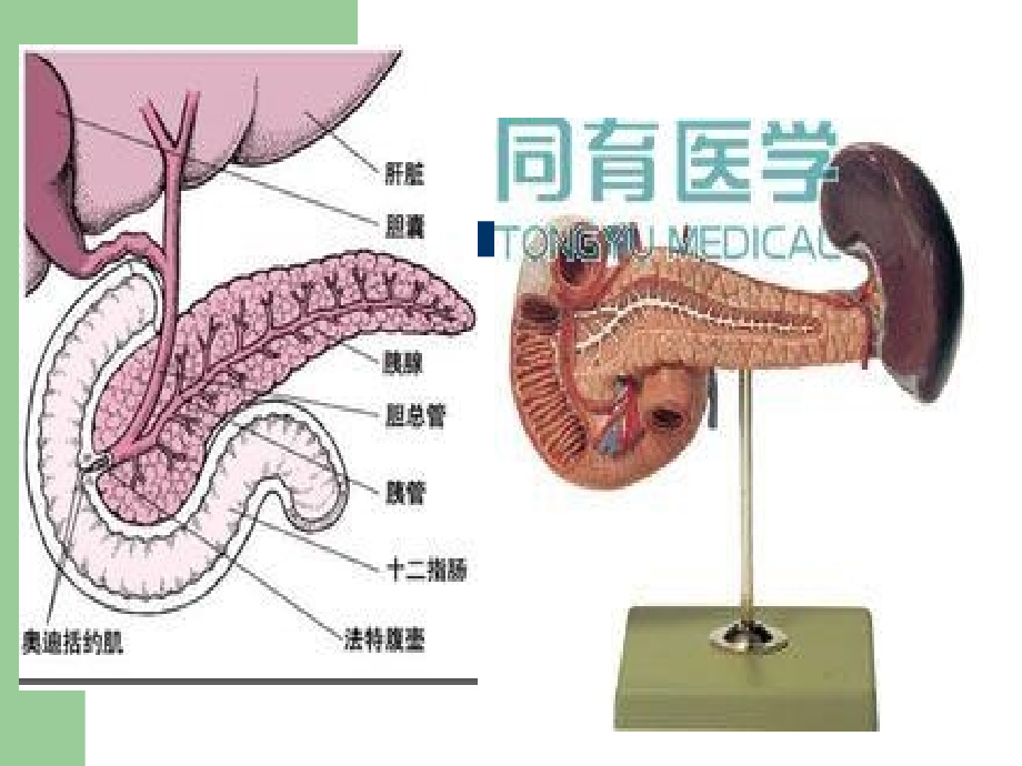 急性胰腺炎病人的护理13375_第4页