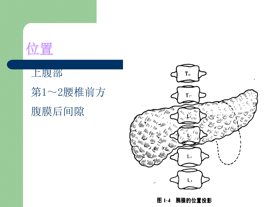 急性胰腺炎ppt11571_第2页