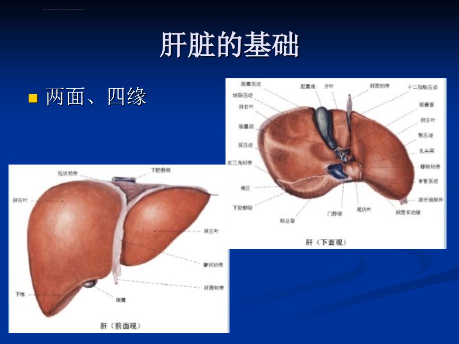 腹部CT断层解剖结构（肝胰腺）解析课件_第2页