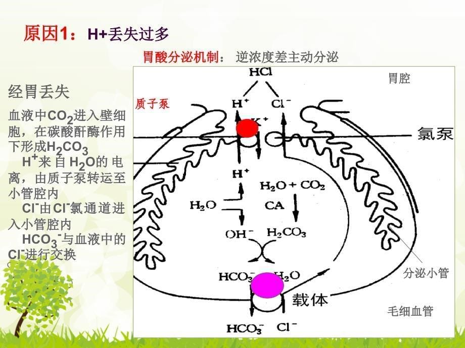 代谢性碱中毒10777_第5页