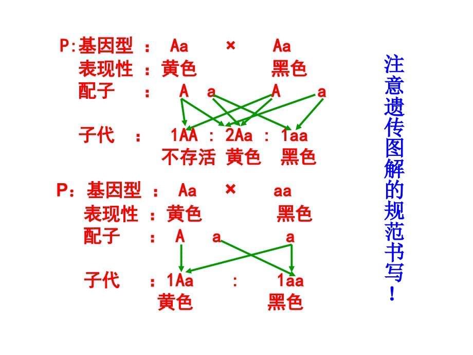 基因分离定律复习(公开课)-_第5页