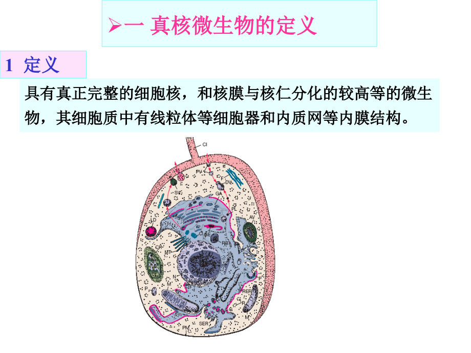 第三章真核微生物课件_第3页