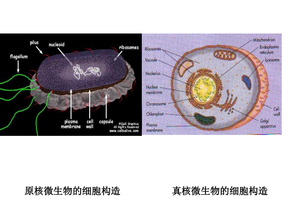 第三章真核微生物课件_第4页