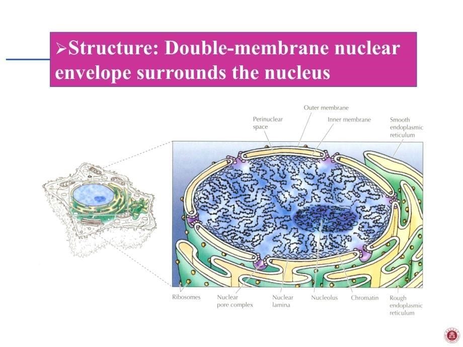 医学 细胞生物学 细胞核 公开课课件_第5页