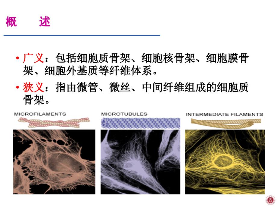 医学 细胞生物学 细胞骨架 公开课课件_第4页