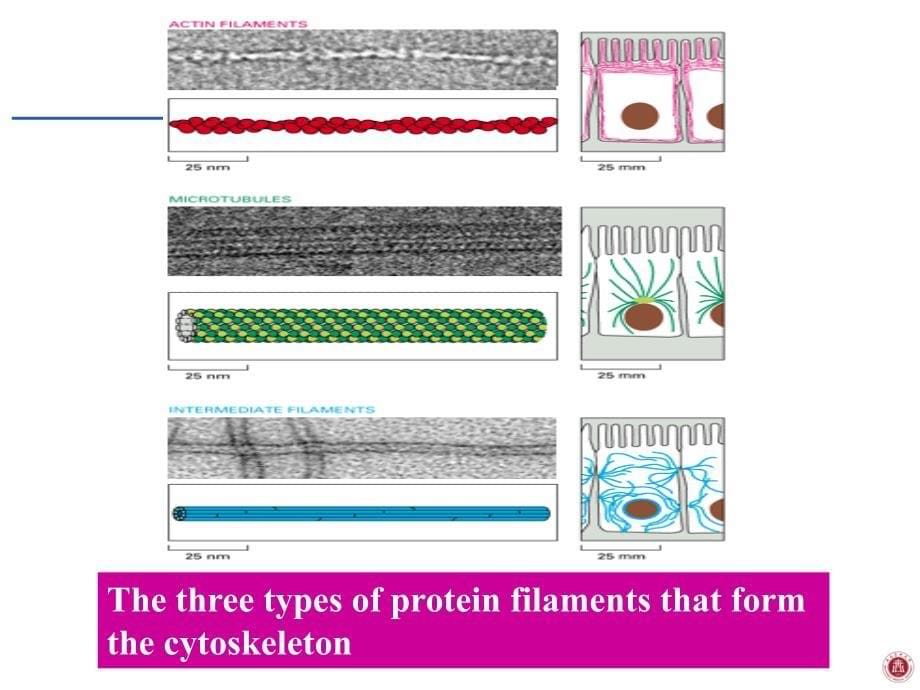 医学 细胞生物学 细胞骨架 公开课课件_第5页