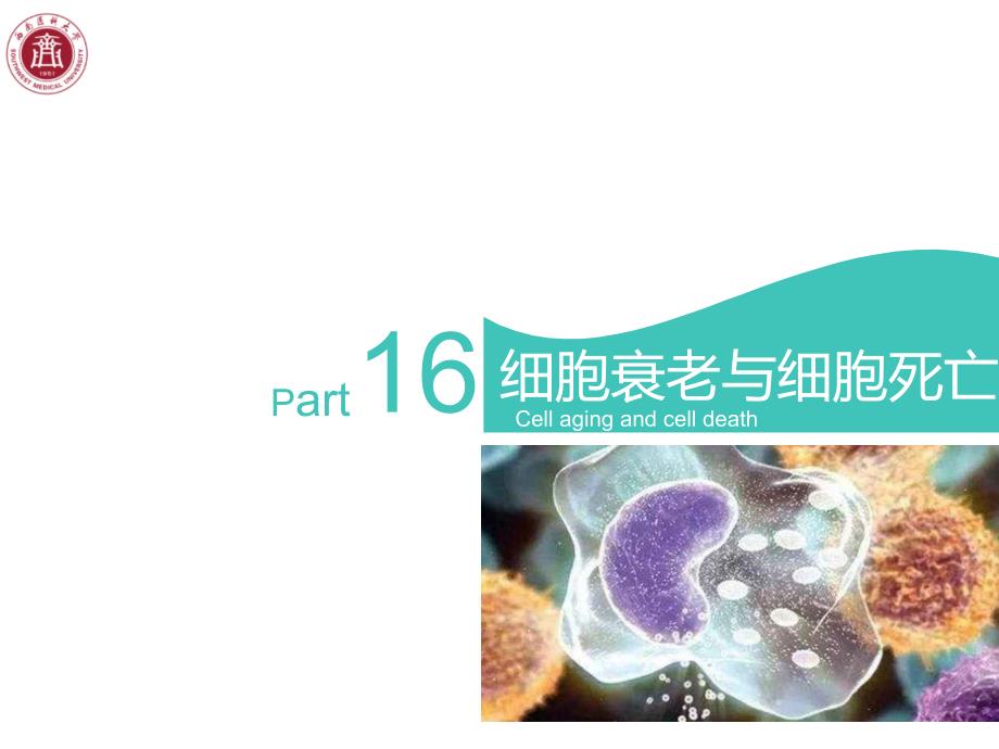 医学 细胞生物学细胞衰老与细胞死亡 公开课课件_第3页
