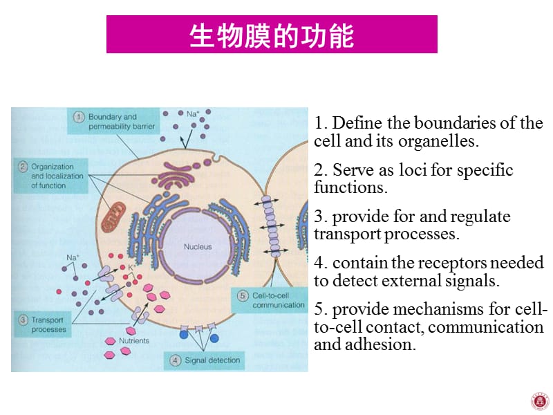 医学 细胞生物学 细胞膜 公开课课件_第3页