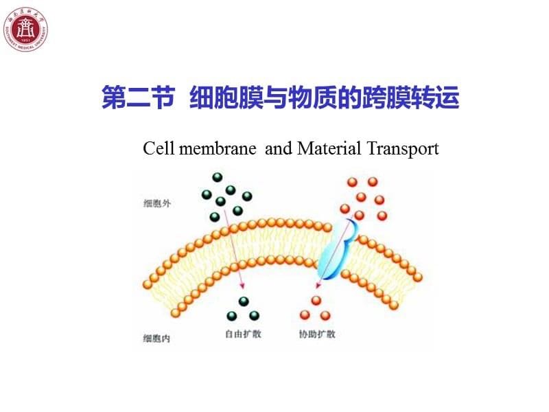 医学 细胞生物学 细胞膜 公开课课件_第5页