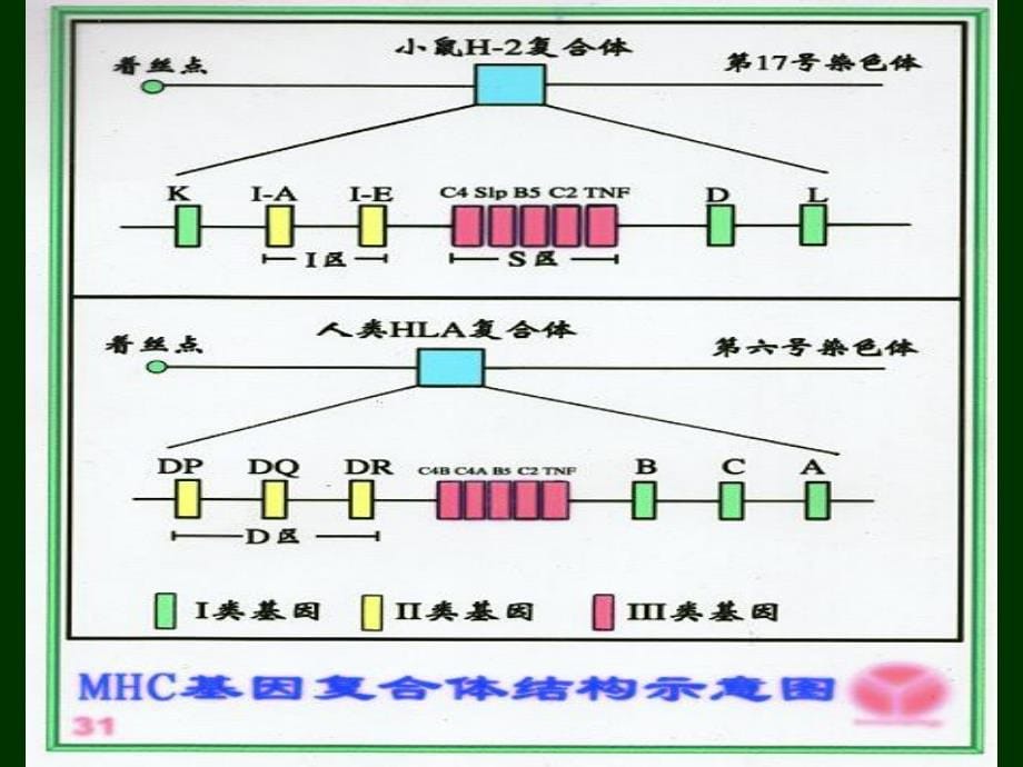 第九章 主要组织相容性复合体_第5页