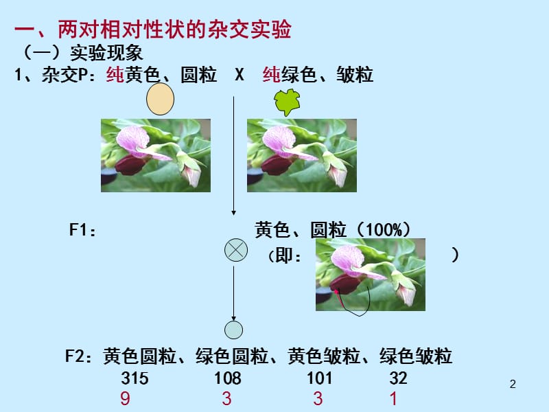 基因自由组合PPT演示文稿_第2页