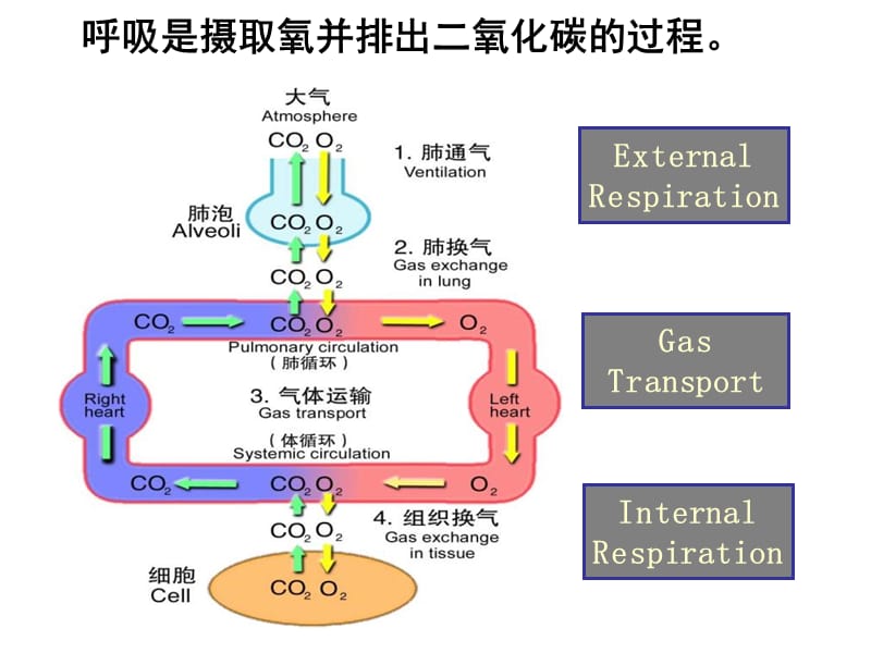 呼吸衰竭大专PPT演示文稿_第5页