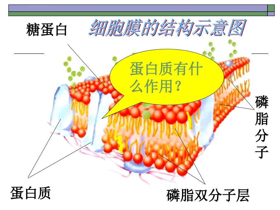 高中生物-物质跨膜运输的方式ppt课件_第2页