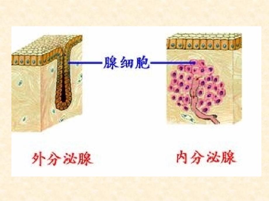 高中生物一轮必修3复习课件6激素调节_第4页