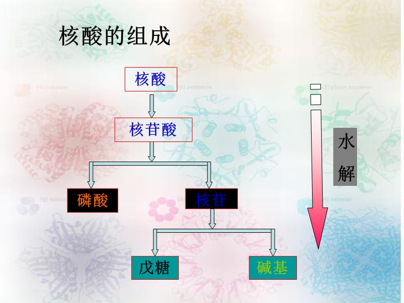 第五章核酸的结构ppt课件_第3页