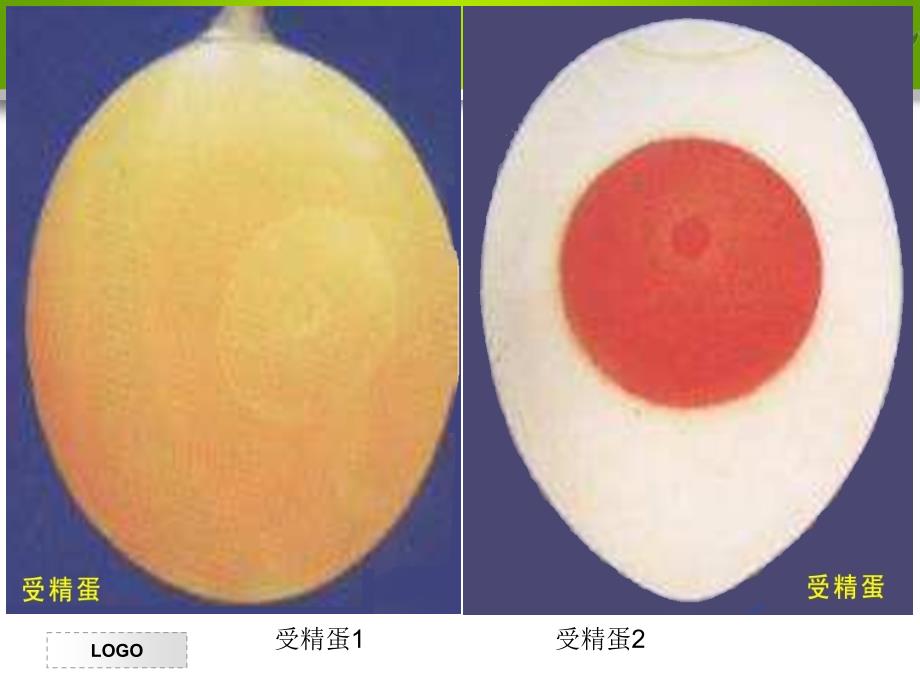 鸡胚发育照蛋与解剖图PPT课件01_第3页