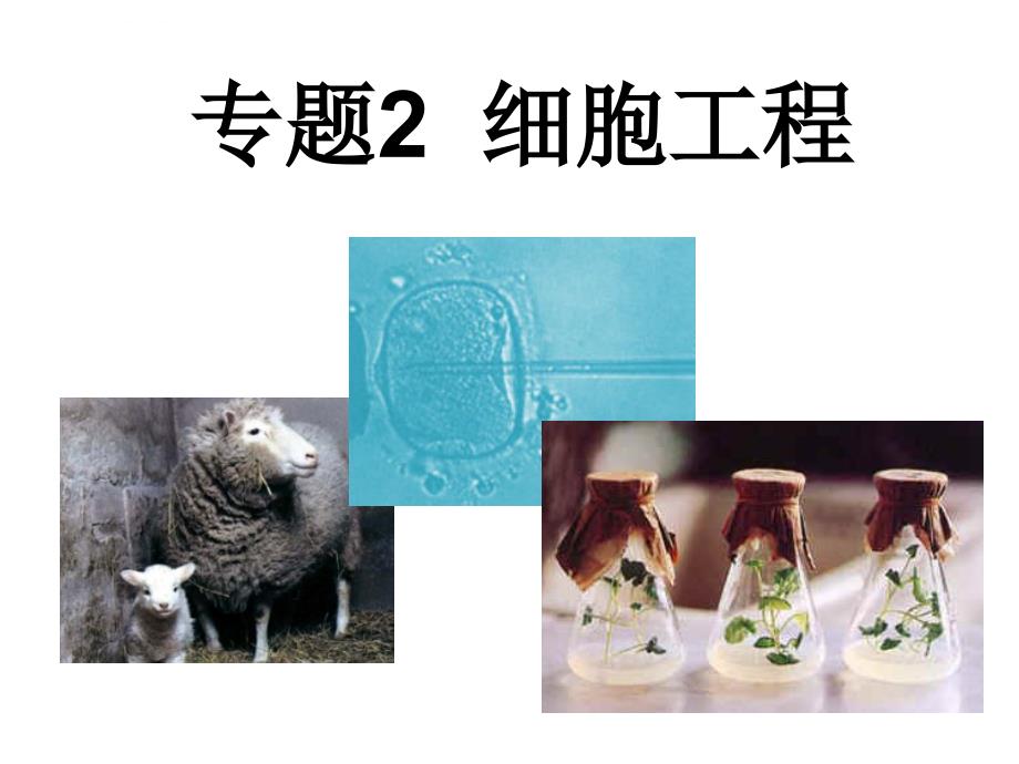 高中生物选修三-细胞工程ppt课件_第1页