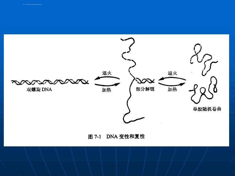 第五章核酸分子杂交技术ppt课件_第5页