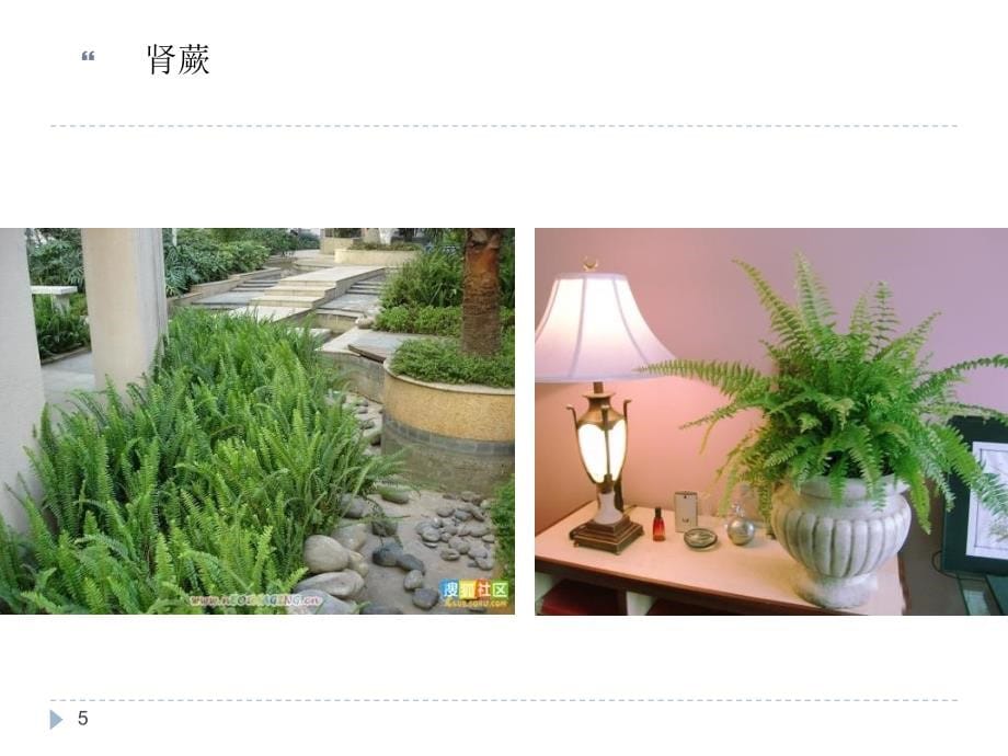 室内观叶植物PPT幻灯片_第5页