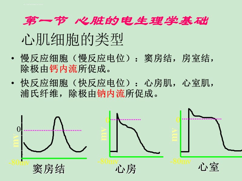 第十九章抗心律失常药ppt课件_第5页